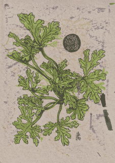 plant-geranium-2025